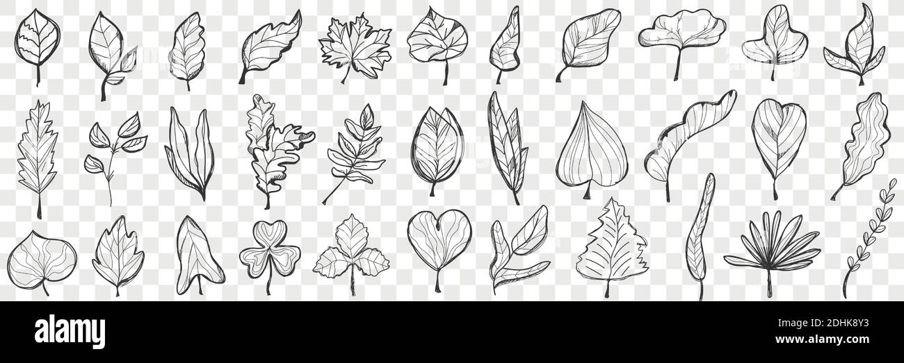 Ensemble de caniche pour feuilles. Collection de belles feuilles mortes
