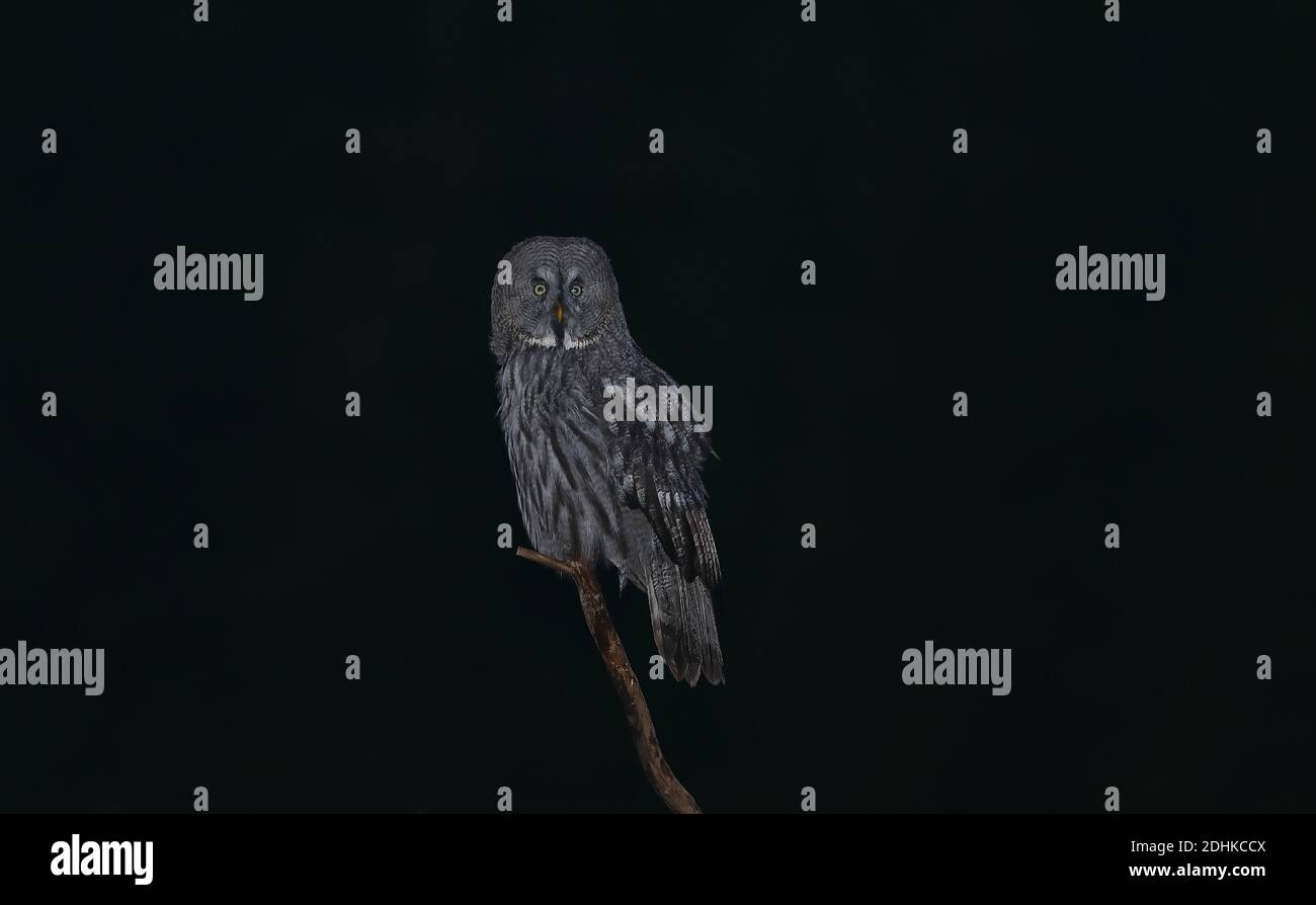 Grand hibou gris, Strix nebulosa, dans la nuit sombre Banque D'Images