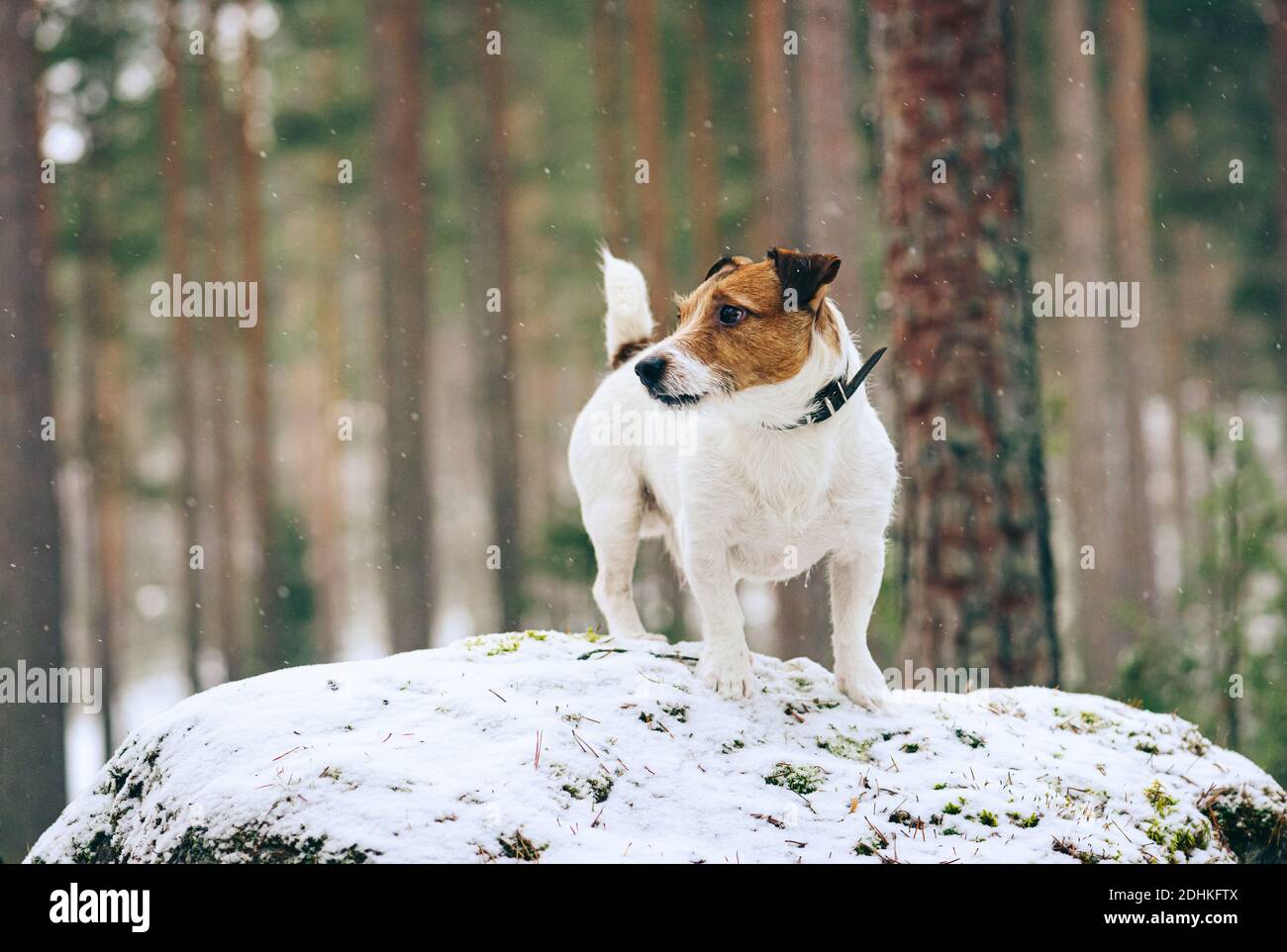Pendant la randonnée dans les bois chien debout sur grande pierre sous chute de neige le jour d'hiver Banque D'Images