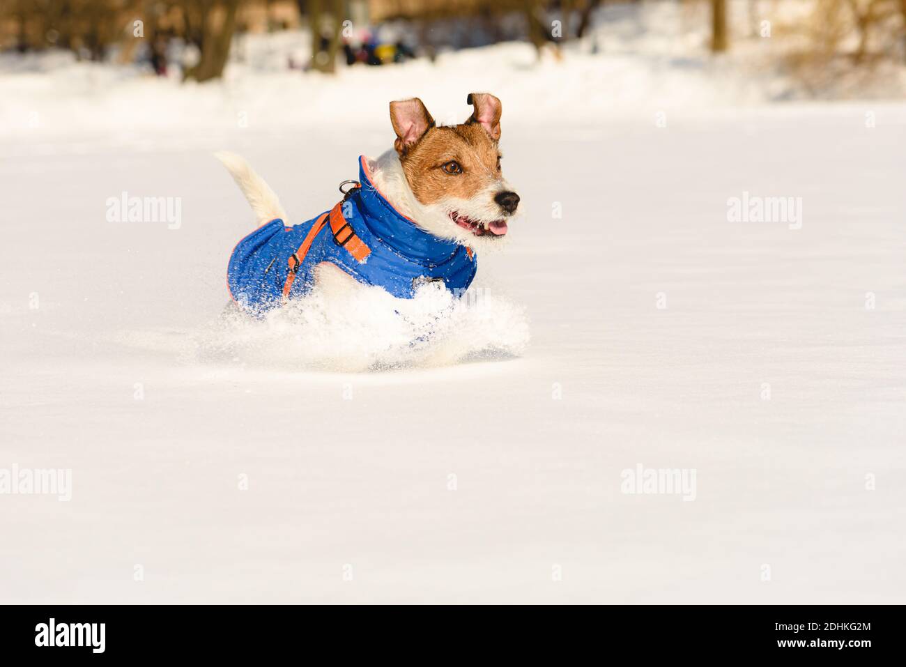 Joyeux chien actif sous un manteau chaud, en train de courir dans la neige dans le parc le jour d'hiver ensoleillé Banque D'Images