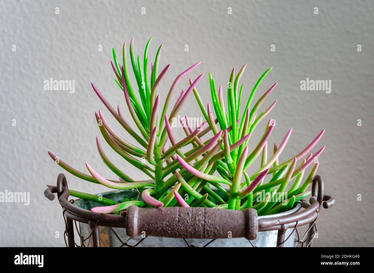 Mise au point sélective sur un succulent serens senecio sur un pot. Gros plan sur ses feuilles peintes. Banque D'Images