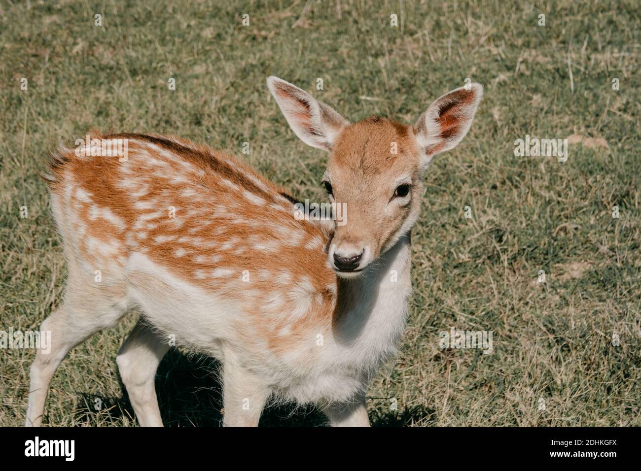 Une vue d'un joli cerf de bébé debout dans le au milieu du champ par une journée ensoleillée Banque D'Images
