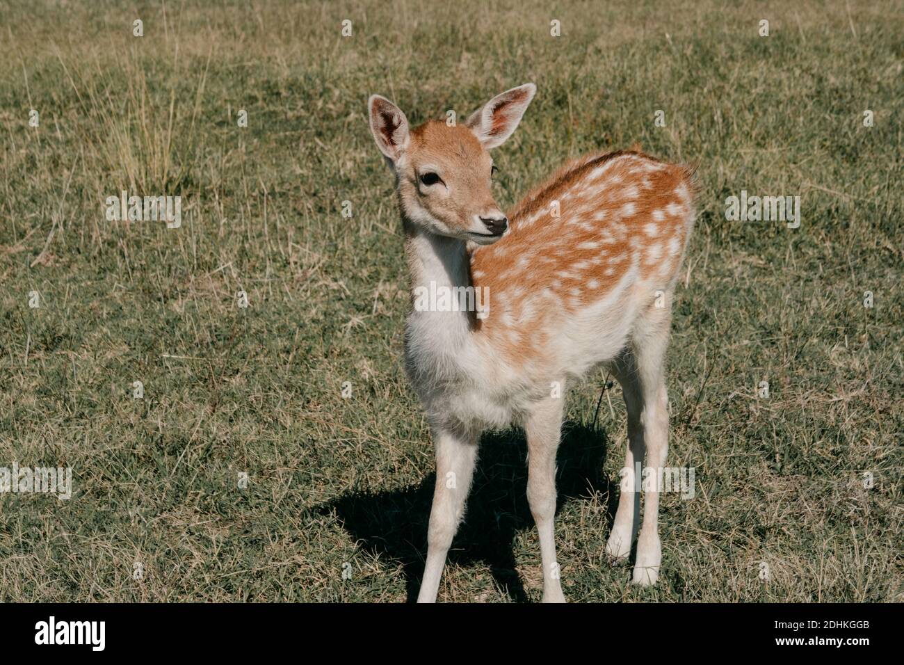 Une vue d'un joli cerf de bébé debout dans le au milieu du champ par une journée ensoleillée Banque D'Images