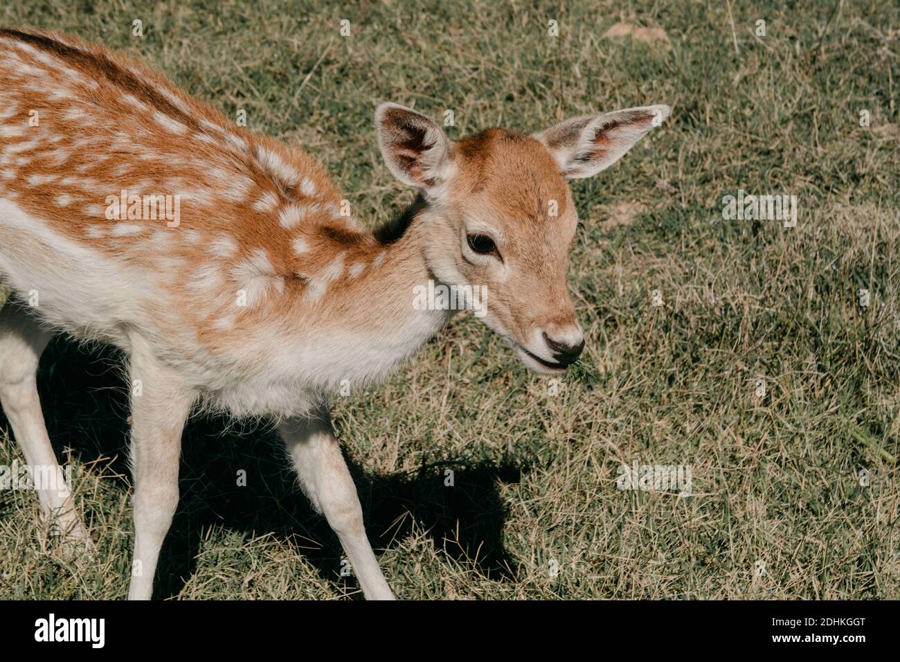 Une vue d'un joli cerf de bébé debout dans le au milieu du champ par une journée ensoleillée Banque D'Images