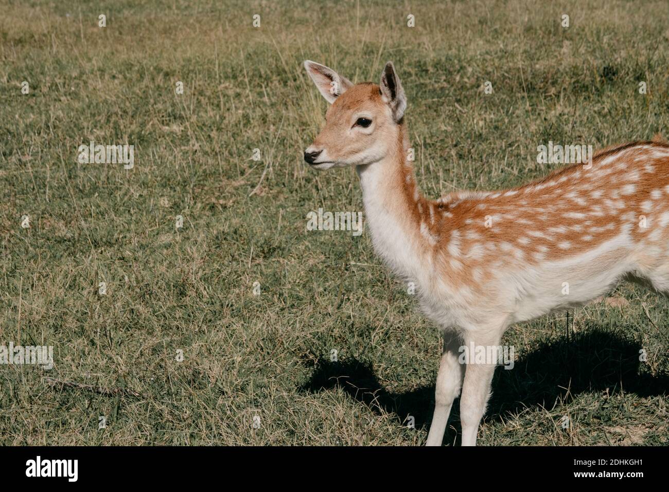 Une vue d'un joli cerf de bébé debout dans le au milieu du champ par une journée ensoleillée Banque D'Images