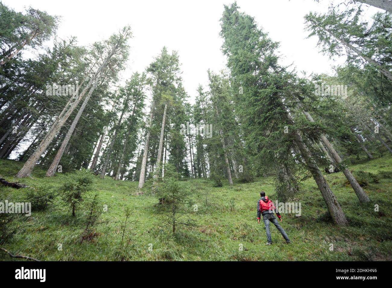 Une marche entre solo trekker la forêt dans un jour nuageux Banque D'Images