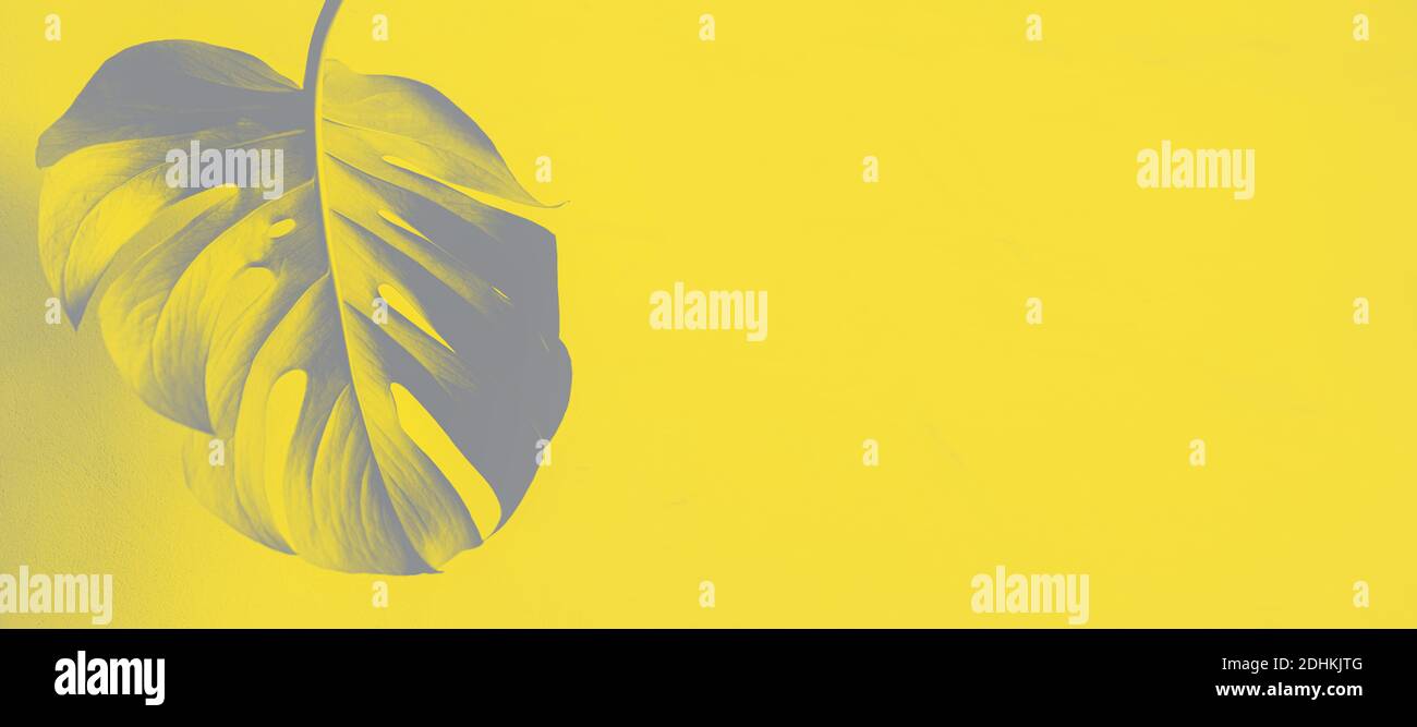 La tendance des couleurs de 2021 est jaune lumineux, gris ultime. Feuille sculptée d'une belle fleur de monstère. Banque D'Images