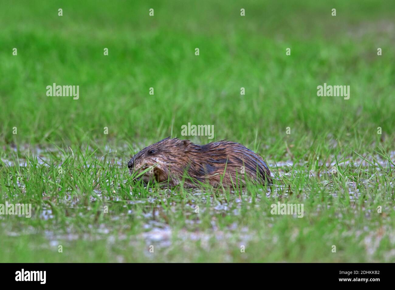 Rat musqué (Ondatra zibethicus) Introduit des espèces indigènes de l'Amérique du Nord mangeant de l'herbe dans undated pré Banque D'Images