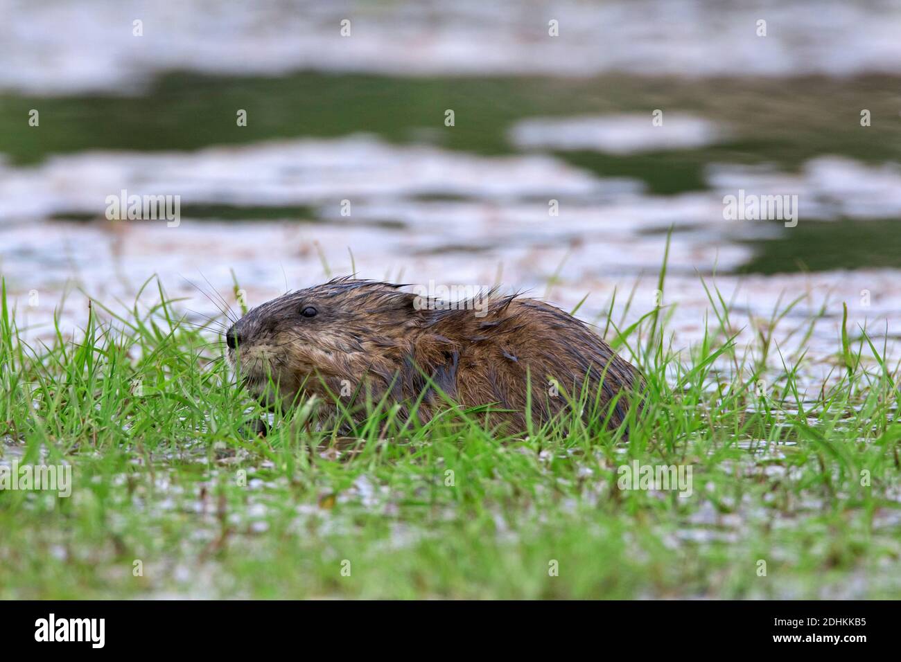 Rat musqué (Ondatra zibethicus) Introduit des espèces indigènes de l'Amérique du Nord mangeant de l'herbe dans undated pré Banque D'Images