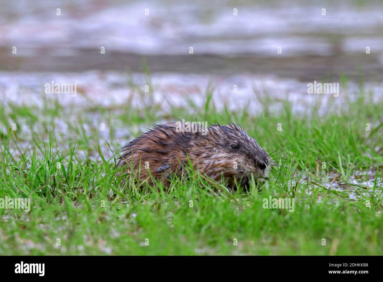 Rat musqué (Ondatra zibethicus) Introduit des espèces indigènes de l'Amérique du Nord mangeant de l'herbe dans undated pré Banque D'Images