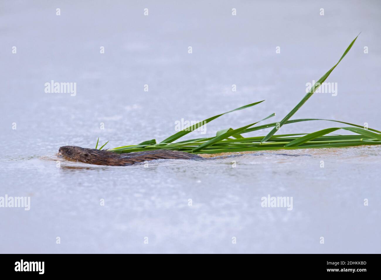 Rat musqué (Ondatra zibethicus) Introduit des espèces indigènes de l'Amérique du Nord qui nagent avec des tiges de roseau dans la bouche Banque D'Images