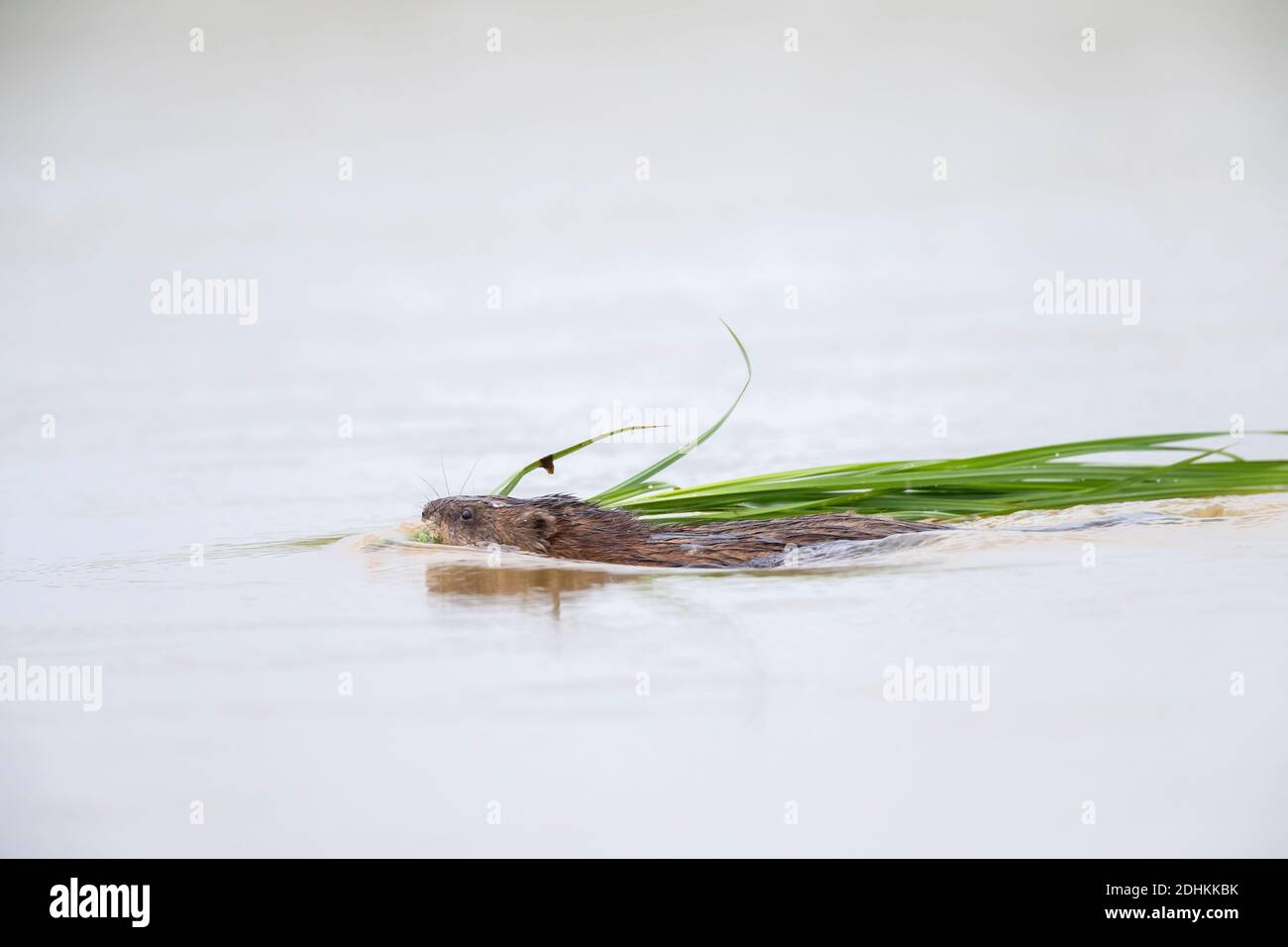 Rat musqué (Ondatra zibethicus) Introduit des espèces indigènes de l'Amérique du Nord qui nagent avec des herbages dans la bouche Banque D'Images