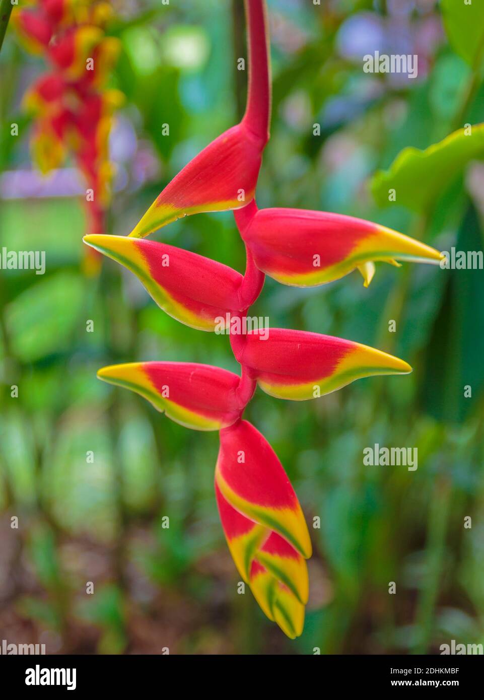 POAS Volcano NP, Costa Rica - 3 avril 2017: Heliconia rostrata inflorescence, également connu sous le nom de langoustes, plantains sauvages ou oiseau de paradis faux Banque D'Images