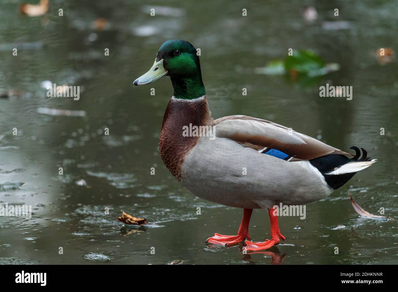 Canard colvert - Anas platyrhynchos, oiseau d'eau commun des rivières et lacs européens, Zlin, République tchèque. Banque D'Images