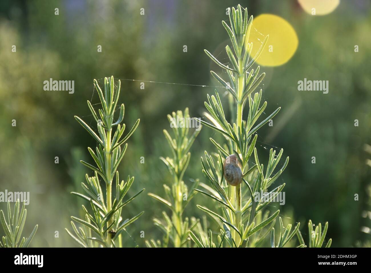Détail de l'usine de romarin (Salvia rosmarinus) en journée ensoleillée, avec escargot et toiles d'araignée. Banque D'Images