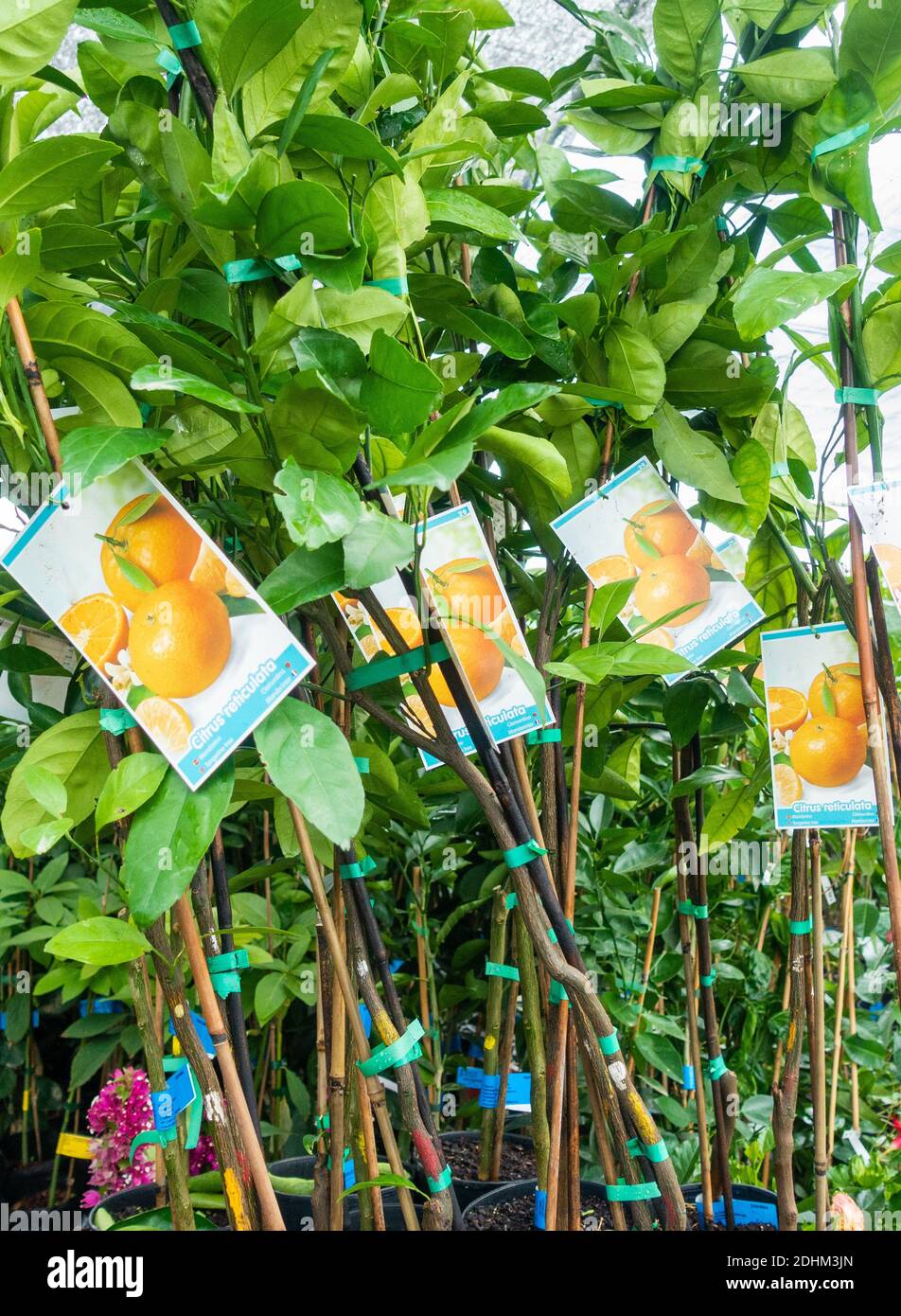Tartes orange au réticulata aux agrumes dans le centre du jardin Banque D'Images