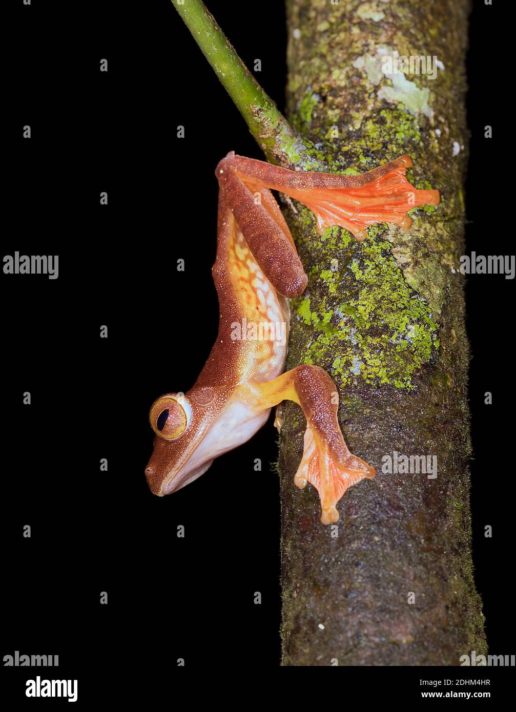 Grenouilles d'Arlequin (Rhacophorus pardalis) du parc national de Kubah, Sarawak, Bornéo Banque D'Images