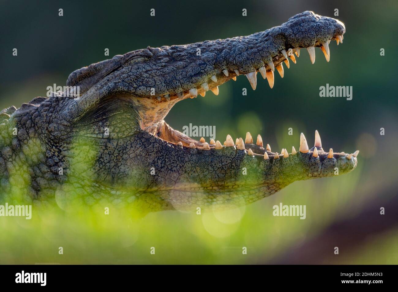 Un grand corcodille du nil (Crocodylus niloticus) à la réserve privée de Zimanga, Afrique du Sud. Banque D'Images