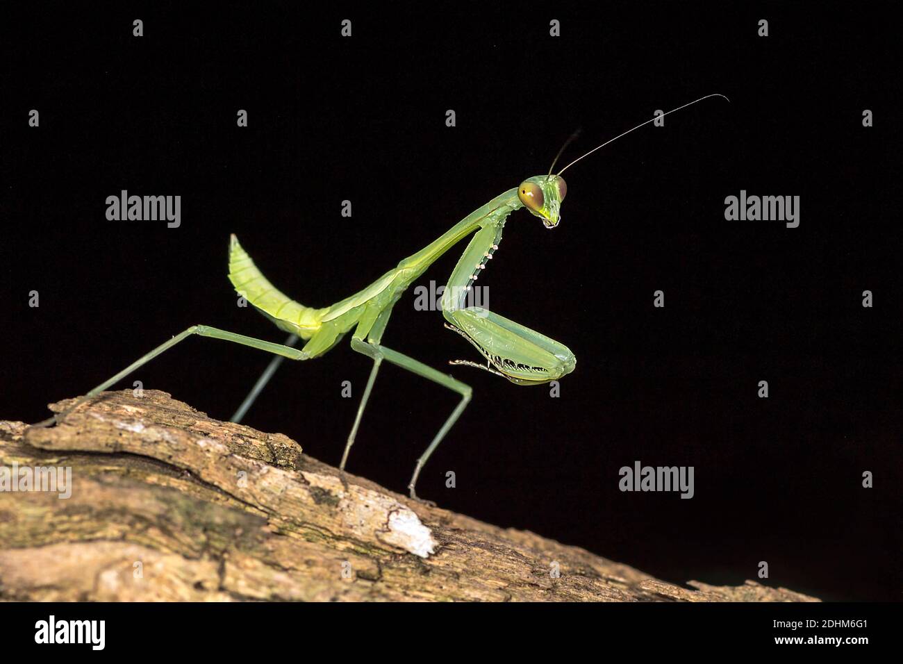 Mantis de prière verte (Hierodula sp.) de l'île Komodo, Indonésie. Banque D'Images