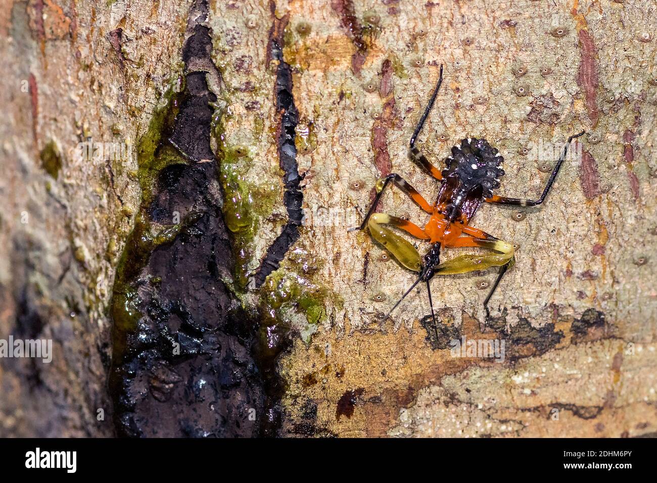 Insecte de résine (Amulius sp., famille des Reduviidae) de la forêt tropicale du parc Ntaional Tanjung Puting, Kalimantan, Bornéo, Indonésie Banque D'Images