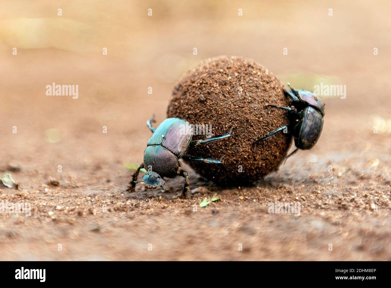 Dung scolytes roulant un grand dung ball dans la réserve privée de Zimanga, Afrique du Sud. Peut-être grand Dung Beetle de cuivre (Kheper nigroaeneus). Banque D'Images