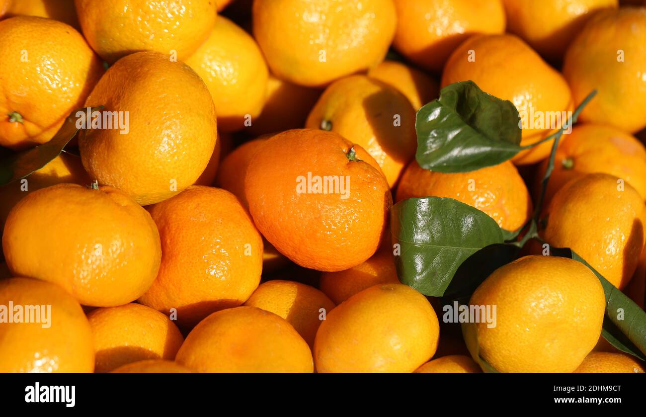 Arrière-plan photo mandarines lumineuses illuminées par le soleil Banque D'Images