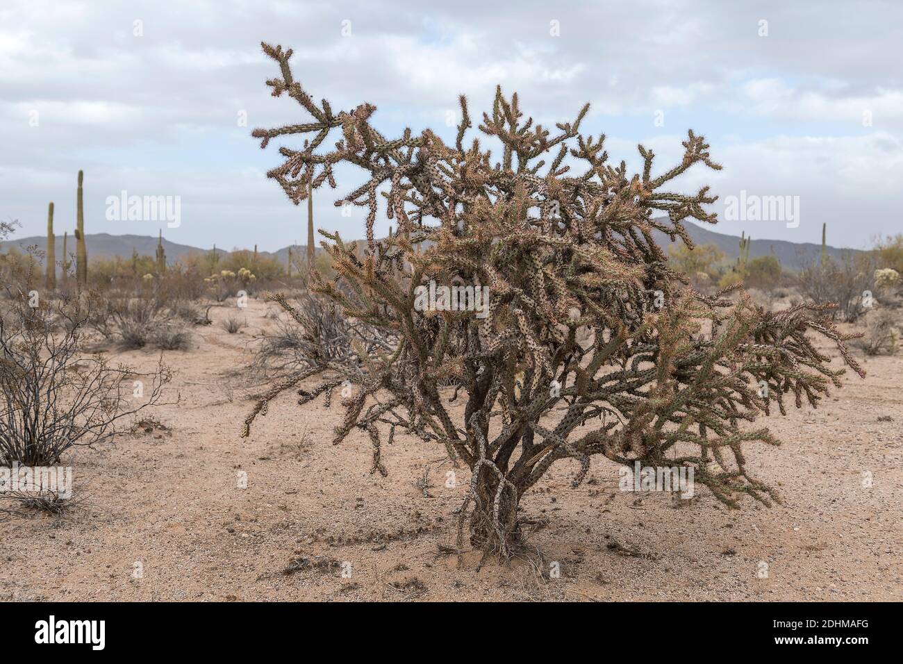 La Cholla staghorn (Cylindropuntia versicolor) du Monument national de Cactus d'orgue, dans le sud de l'Arizona. Banque D'Images