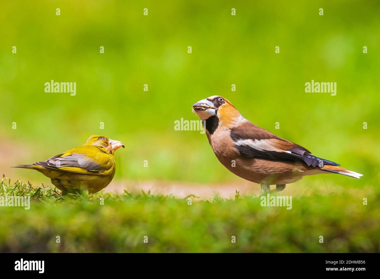 Gros plan d'un oiseau mâle Coccothraustes coccothraustes et d'un oiseau verdfinque Chloris chloris perché dans une forêt. Mise au point sélective et sunlig naturel Banque D'Images