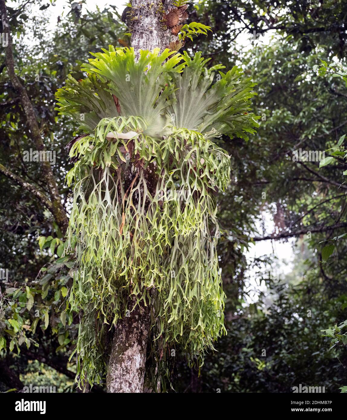 Belle et très grande Fern de Staghorn (coronarium de Platycerium) de la réserve forestière de Deramakot, Sabah, Bornéo. Banque D'Images
