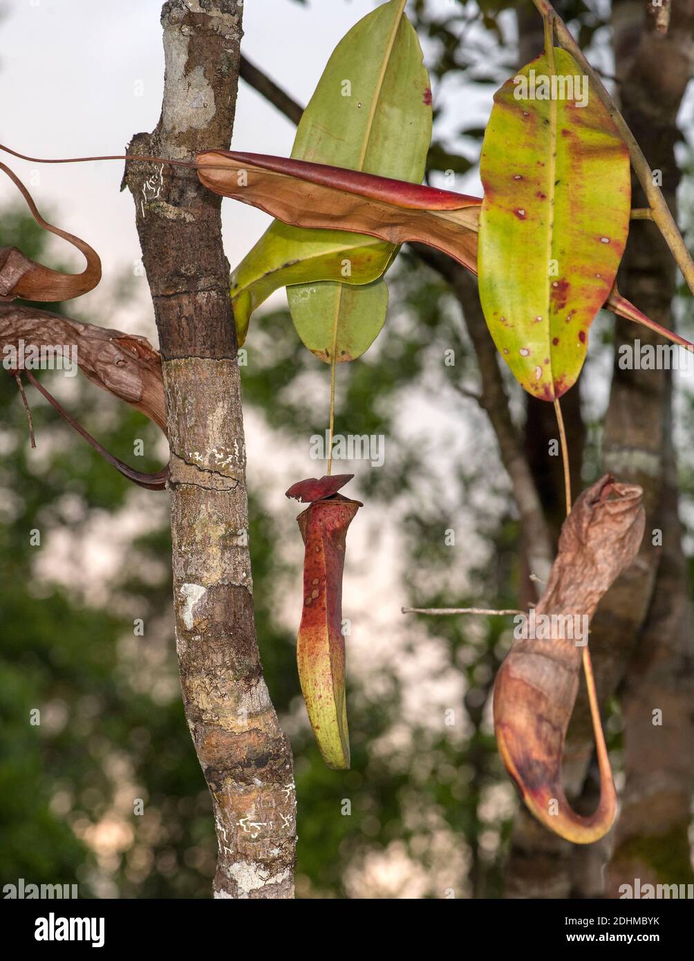 Jeune et ancien pichet de la plante de pichet Nephentes mirabilis du parc national de Tanjung Puting, Kalimantan, Bornéo, Indonésie. Banque D'Images