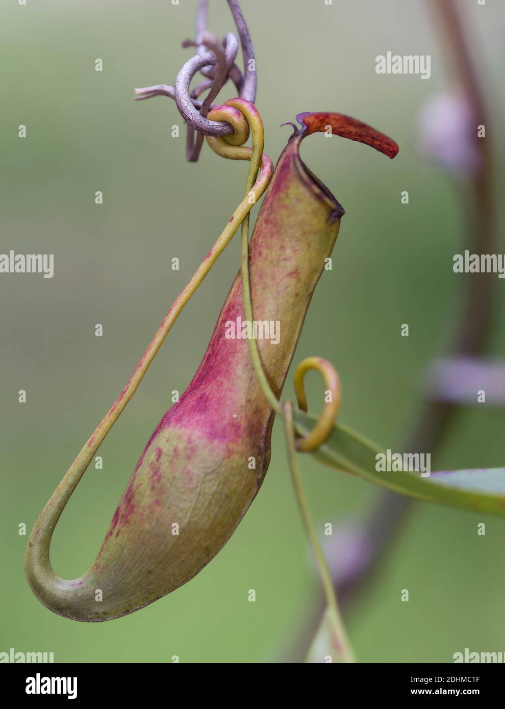 Piitcher de la plante de pichet Nephentes mirabilis de Sepilok, Sabah, Bornéo. Banque D'Images