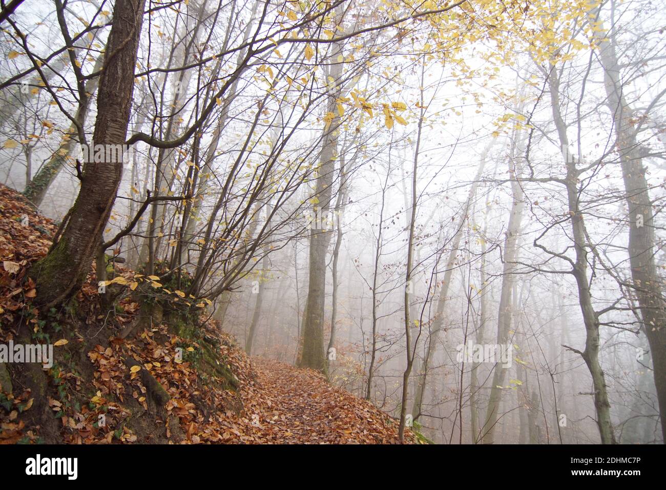 forêt d'automne brumeux, chemin et arbres d'automne Banque D'Images
