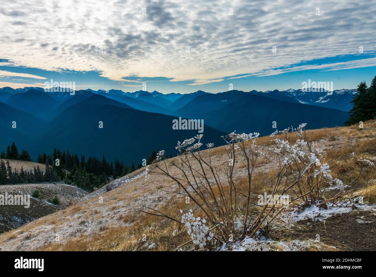 Cristaux de glace sur l'usine, Hurricane Ridge, Parc national olympique, Washington Banque D'Images
