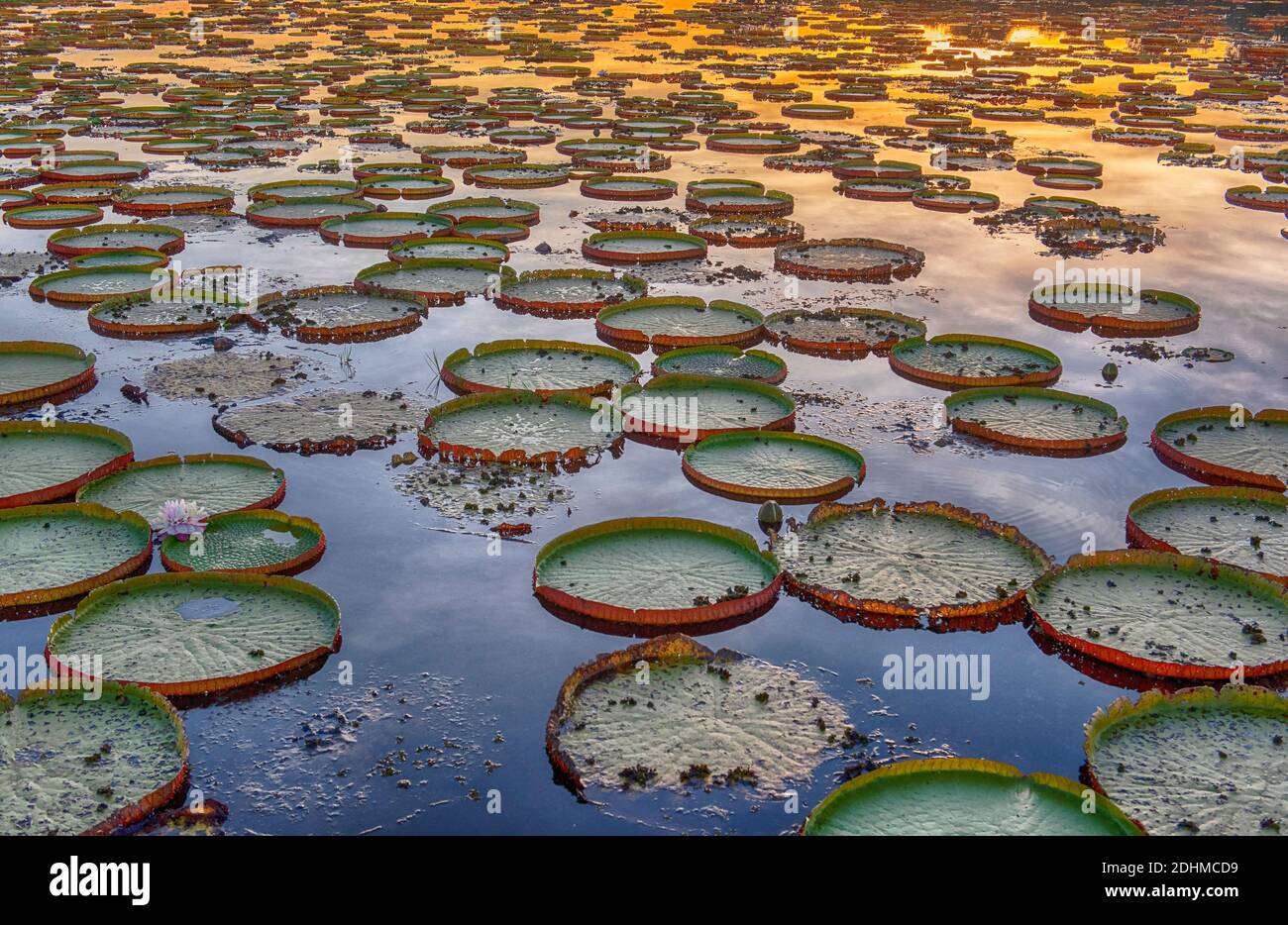 Lilas géantes (Victoria amazonica) de Porto Jofre, Pantanal, Brésil. Banque D'Images