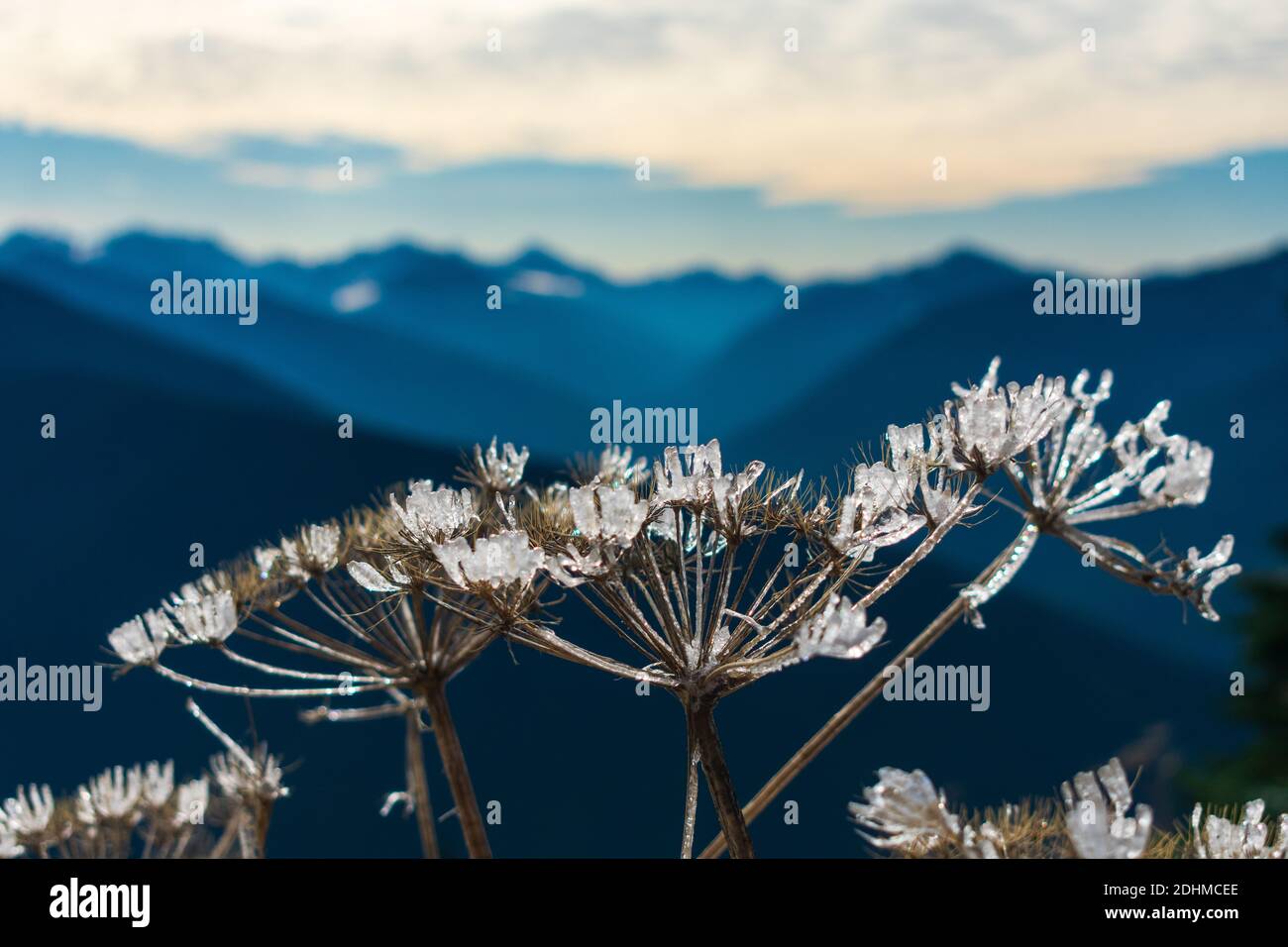Cristaux de glace sur l'usine, Hurricane Ridge, Parc national olympique, Washington Banque D'Images