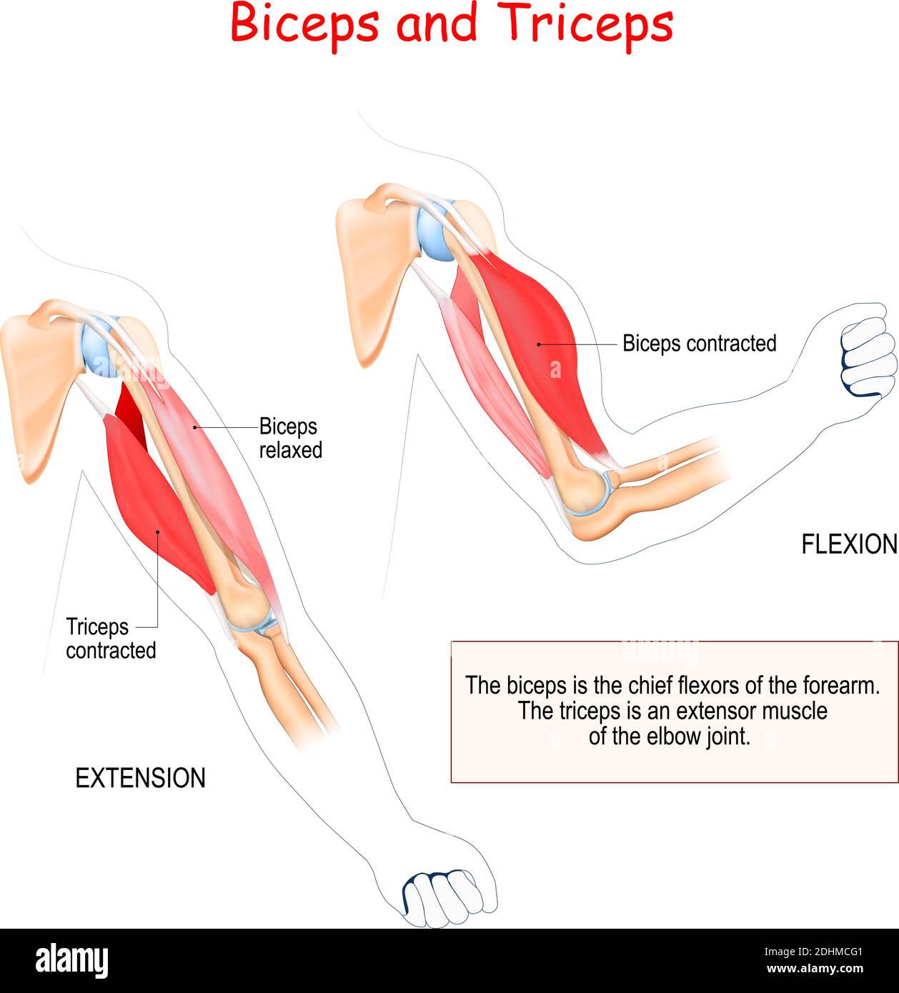 biceps et triceps. Muscles antagonistes. Les biceps sont les principaux fléchisseurs de l'avant-bras. Le triceps est un muscle extenseur de l'articulation du coude. Illustration de Vecteur