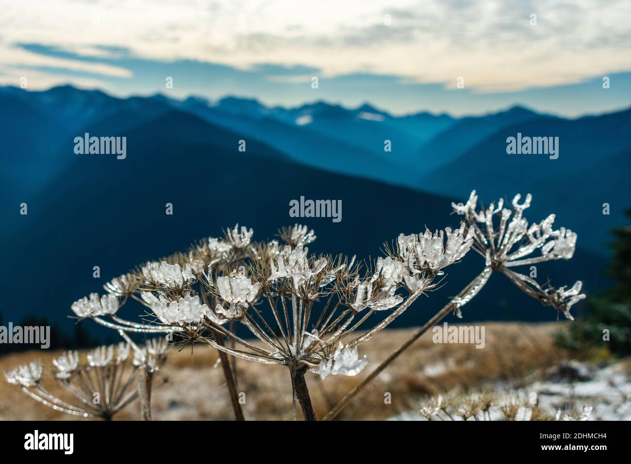 Cristaux de glace sur l'usine, Hurricane Ridge, Parc national olympique, Washington Banque D'Images