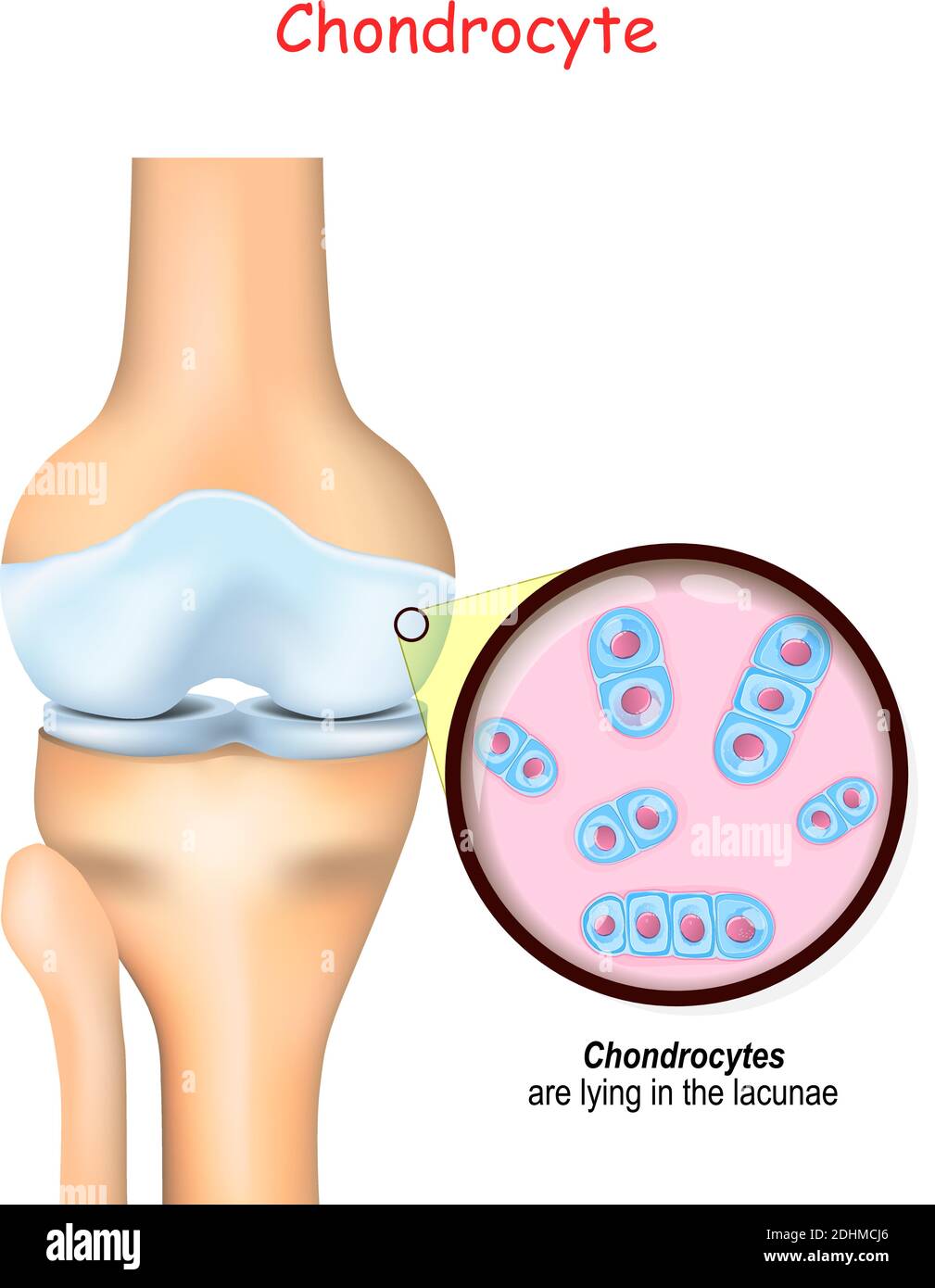 genou et gros plan des cellules d'un cartilage. les chondrocytes sont situés dans les lacunae et produisent et maintiennent la matrice cartilagineuse, et le collagène. Illustration de Vecteur