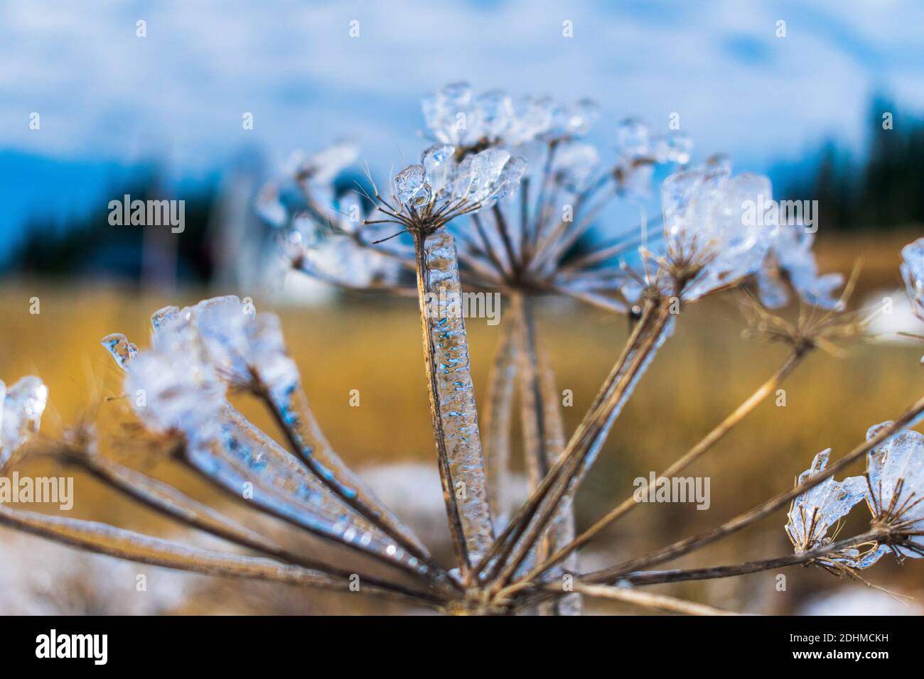 Cristaux de glace sur l'usine, Hurricane Ridge, Parc national olympique, Washington Banque D'Images