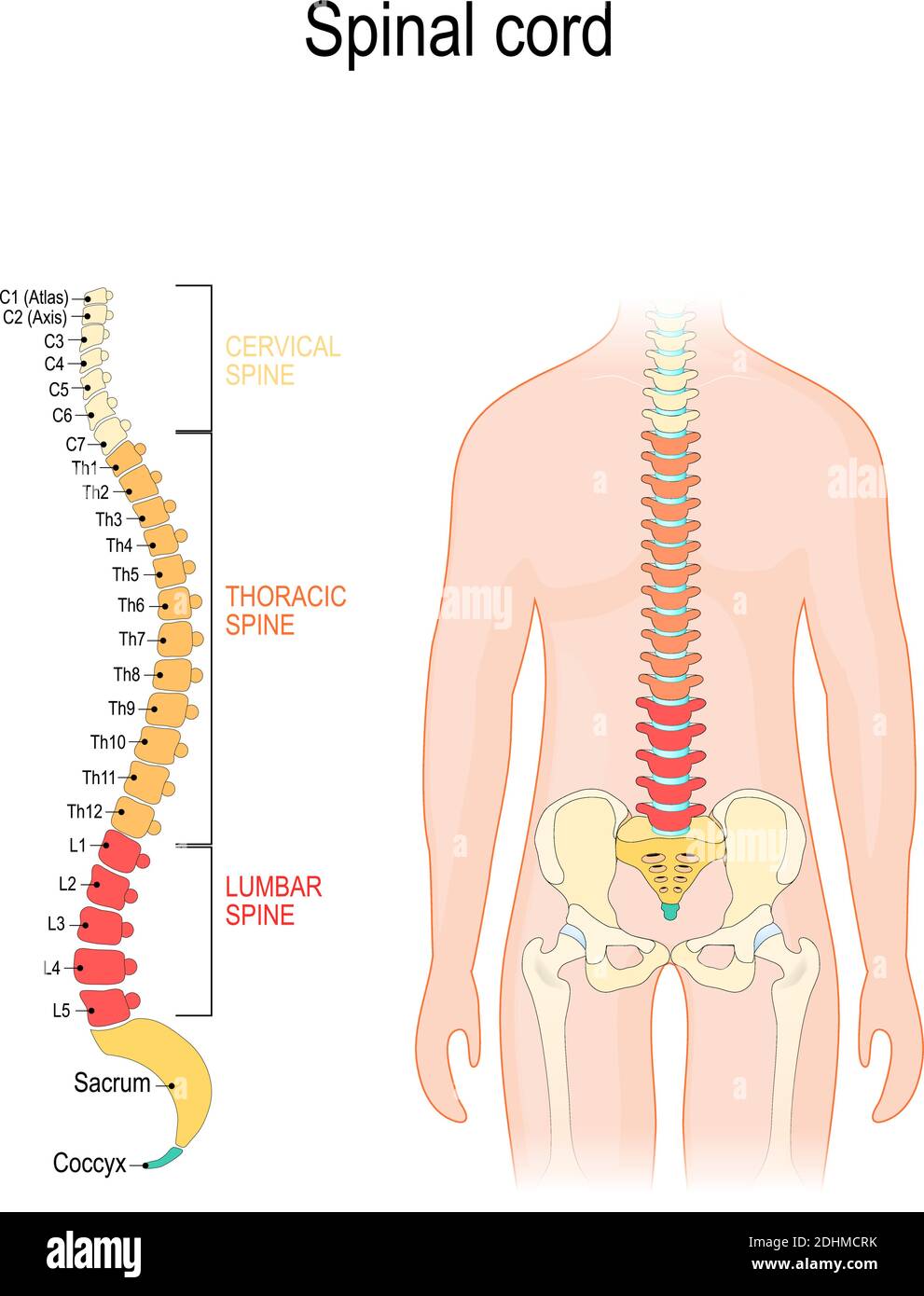 Moelle épinière. Sections de la colonne vertébrale : colonne cervicale, thoracique et lombaire, sacrum et coccyx. Silhouette humaine avec colonne vertébrale Illustration de Vecteur