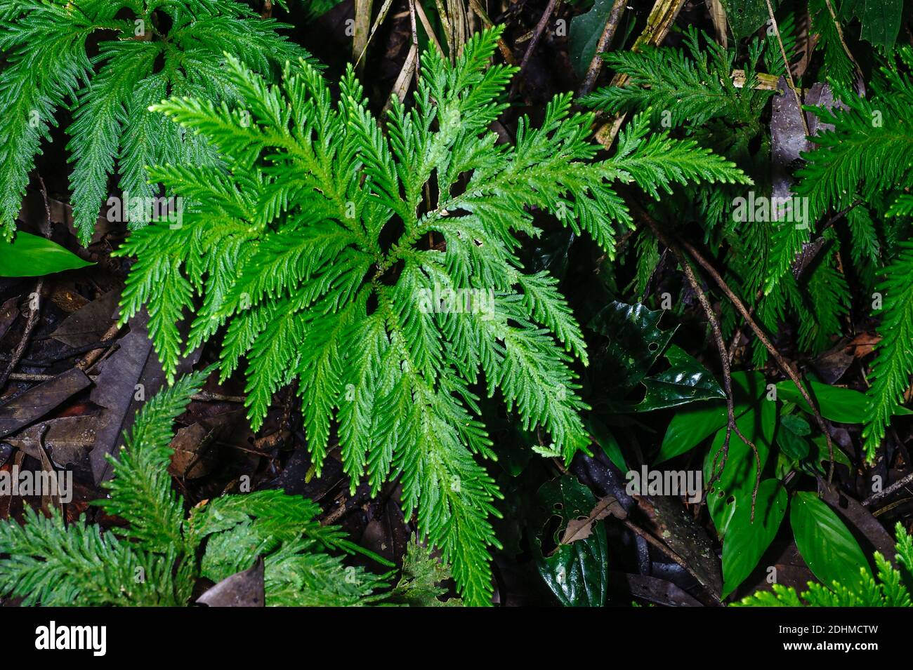 Spikemoss (Selaginella sp.) de la forêt tropicale de l'Équateur près de la Selva Junglelodge et du lac Garzacocha. Banque D'Images