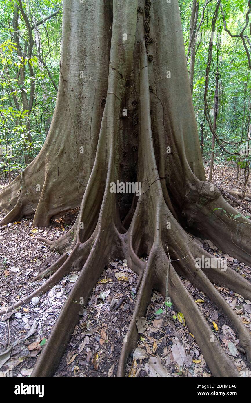 Racines de contreforts de Ficus variegata provenant du parc national de Tangkoko, au nord de Sulawesi, en Indonésie. Banque D'Images