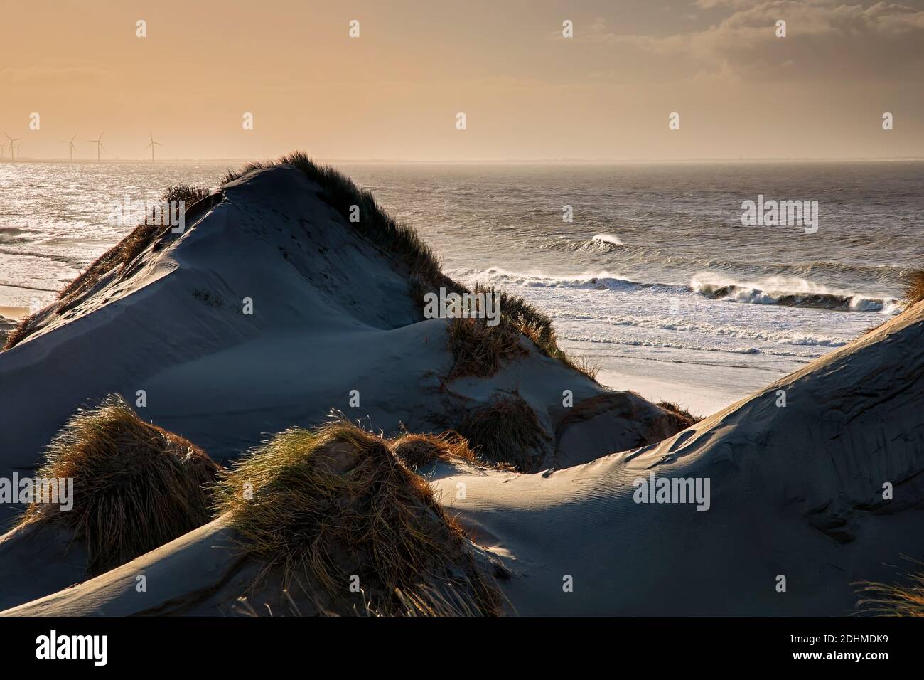 Lumière du soleil en soirée sur les dunes par la mer du Nord, Hollande Banque D'Images