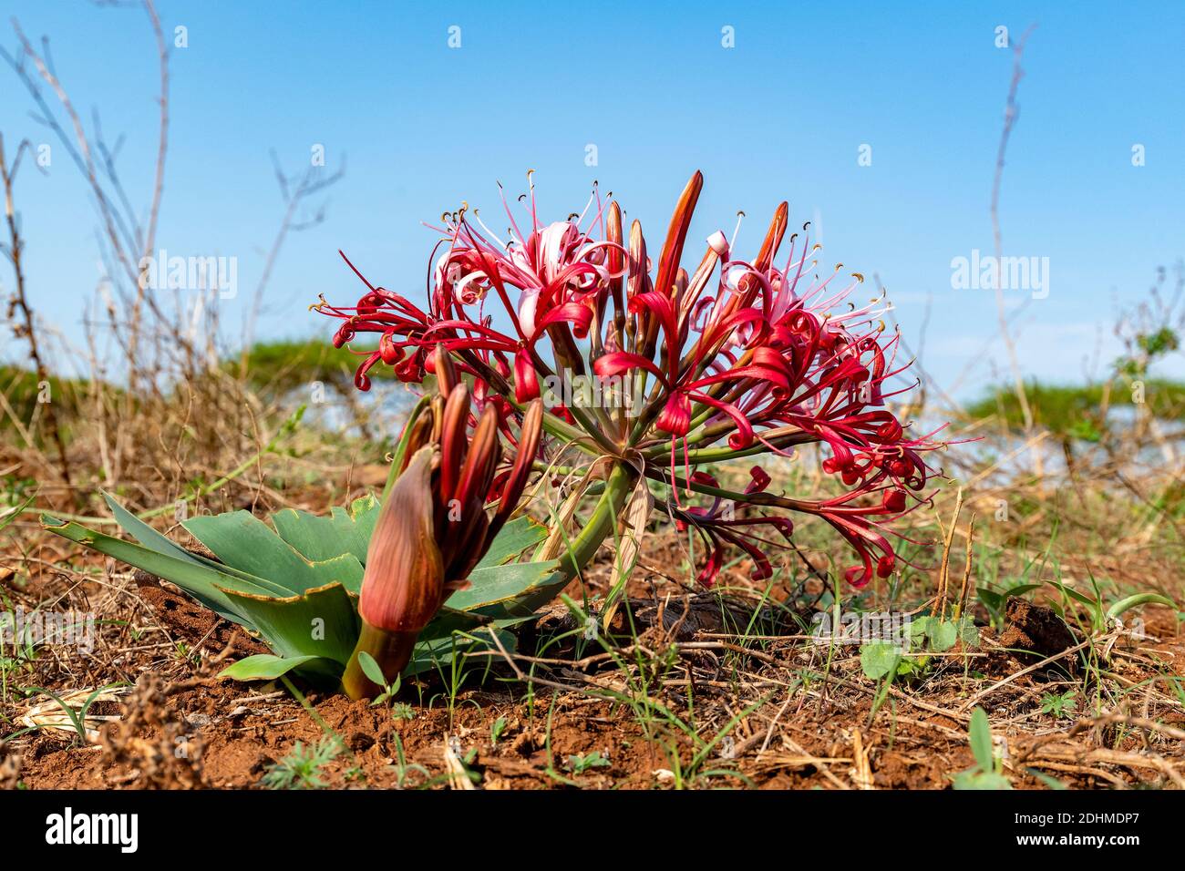Fleur d'oeil (Ammocharis coranica) de Zimanga, Afrique du Sud. Banque D'Images