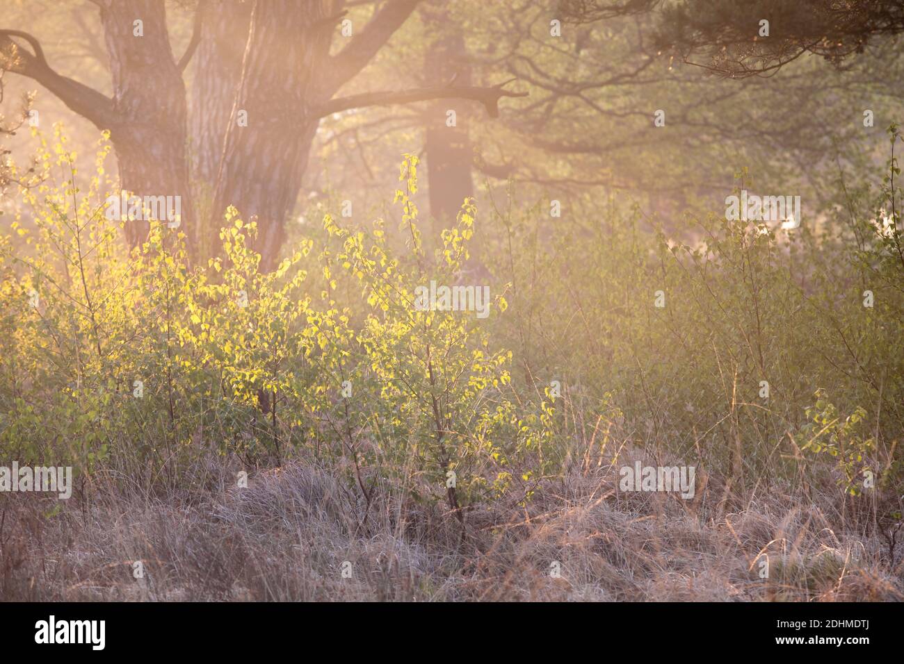 beau lever de soleil dans la forêt brumeuse au printemps Banque D'Images