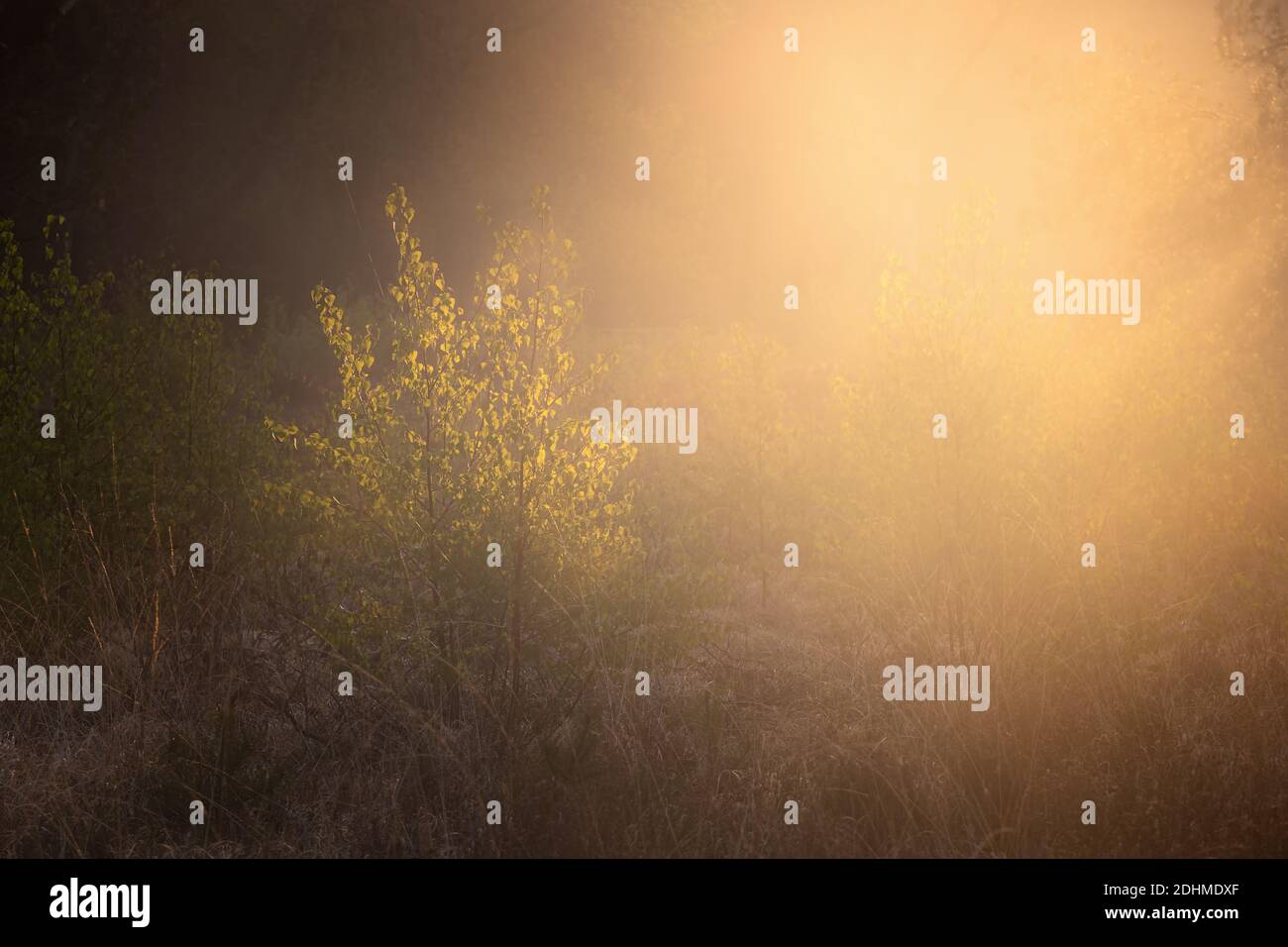 lever du soleil dans une forêt de printemps brumeux Banque D'Images