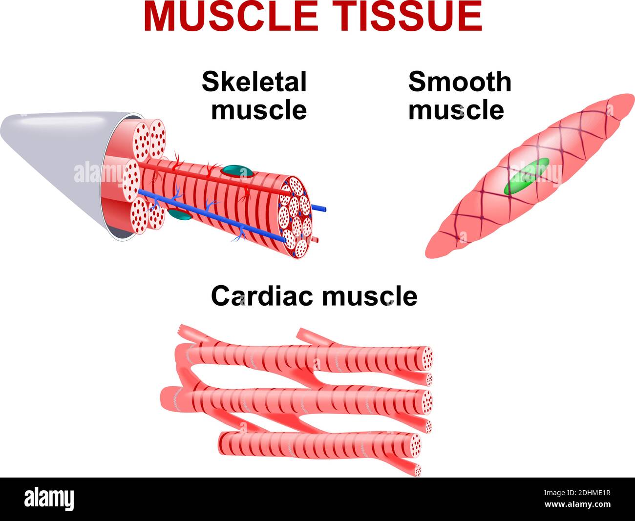 Types de tissu musculaire. Muscle squelettique, muscle lisse, muscle cardiaque. Illustration de Vecteur