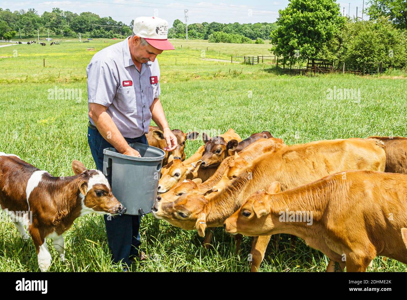 Alabama Alexandria Wright ferme laitière veaux vaches pâturage, gros fromager producteur de fromage nourrissant fermier, Banque D'Images