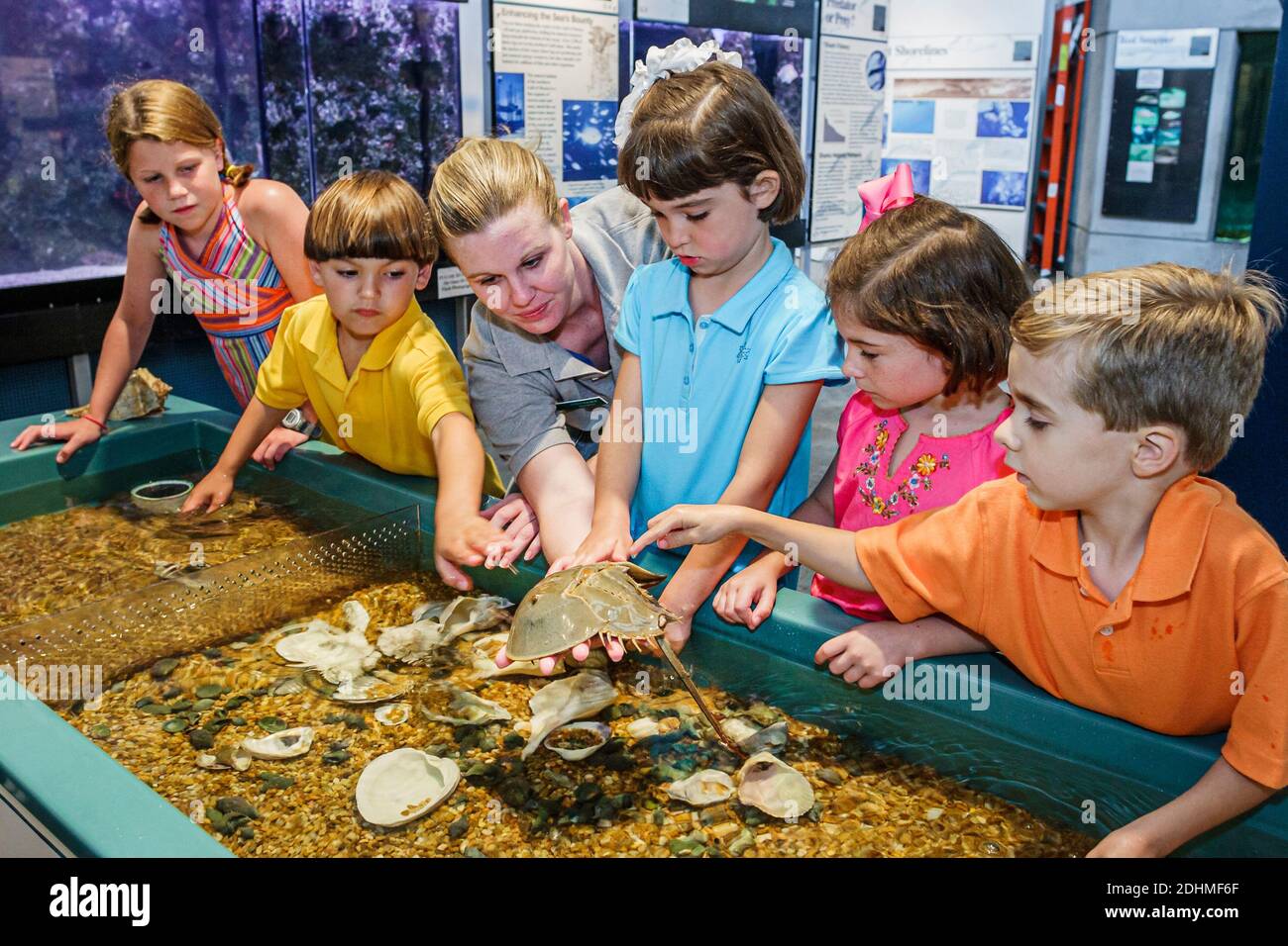 Alabama Dauphin Island Sea Lab Estuarium public aquarium, mains sur les coquillages garçons filles naturaliste tenant le crabe fer à cheval, Banque D'Images