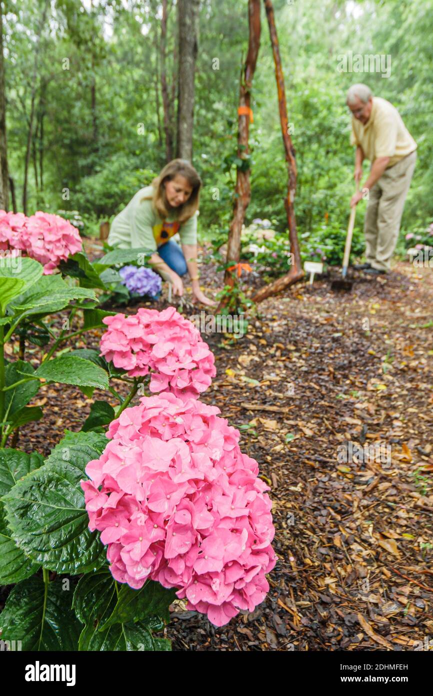 Alabama Dothan Area Botanical Gardens hortensia fleurs fleuries, bénévoles paysagant jardinage, Banque D'Images